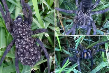 Woman Finds Wolf Spider Carrying Hundreds of Babies in Her Garden