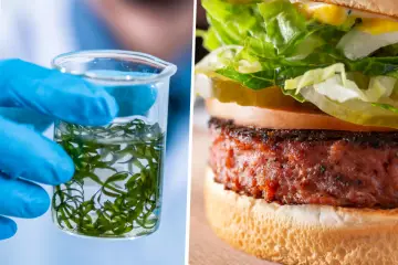 Meet the First Plant-Based Burger Patty: Made from Microalgae with 2X more Protein than Beef