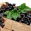 New Study Found Blackcurrants to Have Potent Effect on Reducing the Blood Sugar