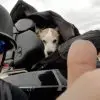 Hero Biker: Spots a Little Dog Being Abused on Highway & Pulls Over to Help Him