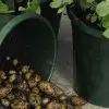 How to Grow Endless Supply of Yummy Potatoes in Containers