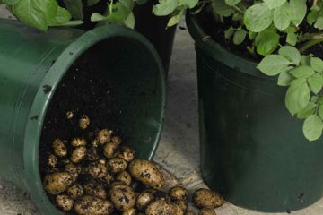 How to Grow Endless Supply of Yummy Potatoes in Containers