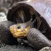 A Giant Tortoise from Extinct Species Found on Fernandina Island