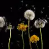 Rubber from Dandelions Is Making Tires Sustainable: a Wonderful Plant