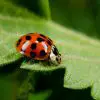 These Ladybug Impostors are not here to Bring Good Luck, they’re here to Bite