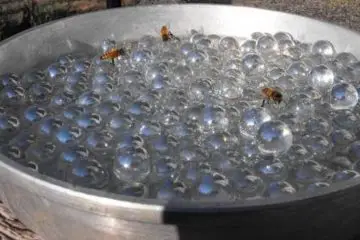 People Are Making Bee Waterers to Hydrate Bees without Causing Them to Drown