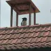 Dad Builds a Rooftop Lookout Post for His Dog to Keep an Eye on Everyone