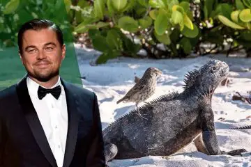 Leonardo DiCaprio Announces a $43 Million Pledge to Save the Galapagos Islands