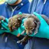 12 Critically-Endangered Red Wolf Pups Born in North Carolina (A Real Baby Boom)
