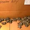 Folks in New Jersey Are Caring for more than 800 Baby Turtles Rescued from Storm