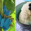 The Blue Java Banana: It Apparently Tastes like Vanilla Ice Cream