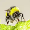 Bees Bite Plants to Speed Up Their Flowering, Say Surprised Scientists