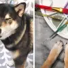 Heartwarming: Owners Teach their Shiba Inu to Paint so that they can Communicate
