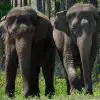 35 Circus Elephants Arrive at Florida Sanctuary to Retire among Forest, Grassland & Water