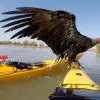 Kayakers Save a Pair of Rare Eagles Drowning in the Danube River