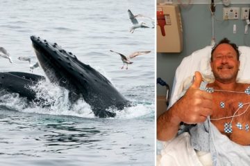 Lobster Diver Swallowed by Humpback Whale in Cape Cod Says He Was ‘Completely Inside’