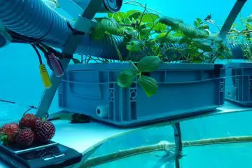 The World’s First Underwater Veggie Garden Reopens: It Grows Lettuce & Strawberries