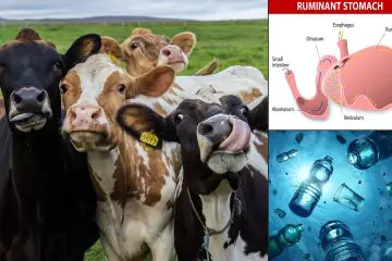 Microbes Found in Cow Stomach can Dissolve Plastic-Could this be a Sustainable Way to Lower Plastic Pollution?
