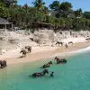 Once-in-a-Lifetime Experience: You can Do Yoga with Horses on Indonesian Beaches