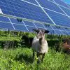 Sheep Grazing below Minnesota Solar Panels Are Helping Pollinators Thrive