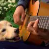 Popular Guitarist Says Goodbye to His Music-Loving Dog Companion Maple