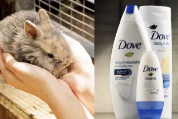 Breaking News: Dove, World’s 2nd Largest Beauty Brand, Bans Animal Testing & Goes Cruelty-Free