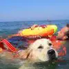 On Italian Beaches, these Highly-Trained Lifeguard Dogs Save Swimmers in Trouble