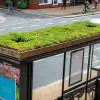 Leicester Is Turning Its Bus Stops into Green Roof Pollinator Gardens for Bees