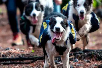 Three Dogs with Special Backpacks Are Helping Rejuvenate Burned Forests. Here’s How