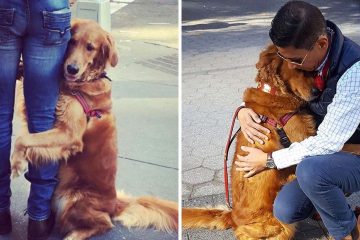 Friendly Golden Retriever Stops & Hugs Every Single Person She Sees on Her Walks