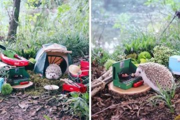 Azuki the Pygmy Hedgehog Packs His Tiny Bags & Goes Camping in this Adorable Photo Shoot