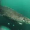 512-Year-Old Greenland Shark May Be the Oldest Living Vertebrate on Earth