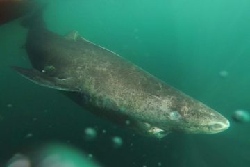 512-Year-Old Greenland Shark May Be the Oldest Living Vertebrate on Earth