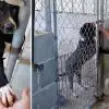 Shelter Dog Desperate for Love Tries to Hold Hands with Everyone Who Passes by His Kennel