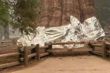 Here’s Why the World’s Largest Tree Is Wrapped in Protective Foil Blanket