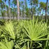 Saw Palmetto Offers Benefits for the Prostate & Hair Loss