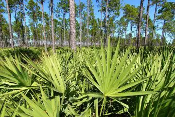 Saw Palmetto Offers Benefits for the Prostate & Hair Loss