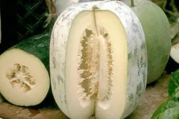 Winter Melon: Boosts the Digestion, Encourages Weight Loss & Boosts Antioxidants