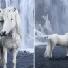 Photographer Captures the Fairytale-like Horses that Roam the Icelandic Epic Landscape