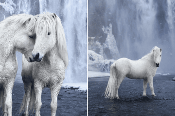Photographer Captures the Fairytale-like Horses that Roam the Icelandic Epic Landscape