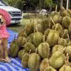 This Happy Golden Retriever Loves His Job as a Durian Fruit Harvester