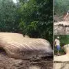 Humpback Whale’s Dead Body Discovered in the Amazon Forest: No One Knows How It Got there
