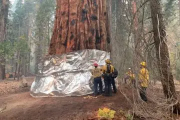 Firefighters Wrap the Largest Tree in the World in Fireproof Blanket with Wildfires Raging Close