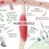 Long Term Infection & Inflammation Found to Impair the Immunity as We Age