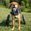 Brave Canine that Lost His Legs Named Hope Won the 2021 Hero Dog of the Year Award