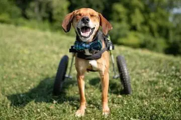 Brave Canine that Lost His Legs Named Hope Won the 2021 Hero Dog of the Year Award