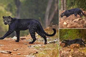 Rare & Stunning Black Leopard Caught on Camera Hunting Deer