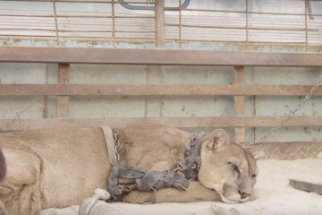 This Mountain Lion Takes Its First Steps to Freedom after He Lived Chained for 20 Years