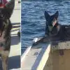 German Shepherd that Was Lost at Sea for 5 Weeks Miraculously Survives