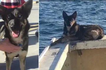 German Shepherd that Was Lost at Sea for 5 Weeks Miraculously Survives